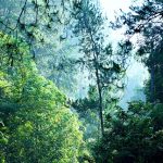 forêt