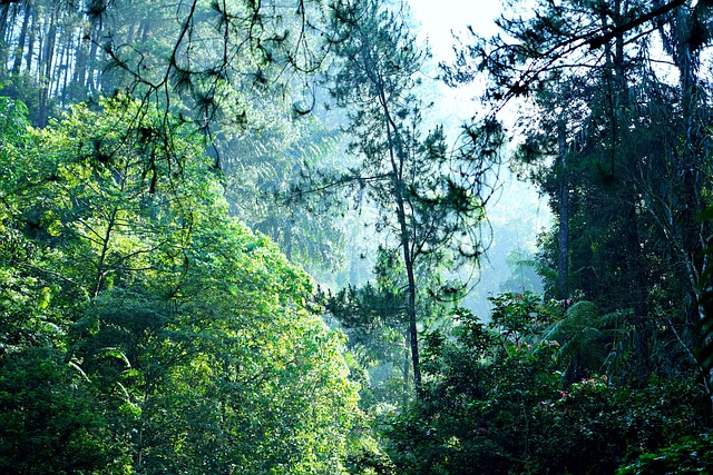 forêt