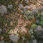 Forêt en France