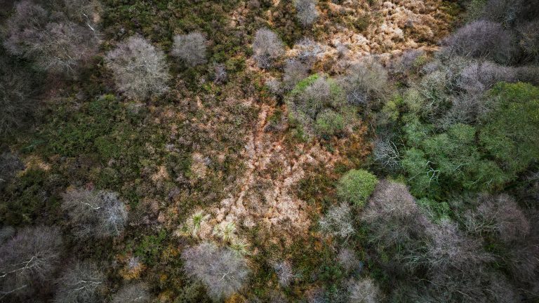 Forêt en France