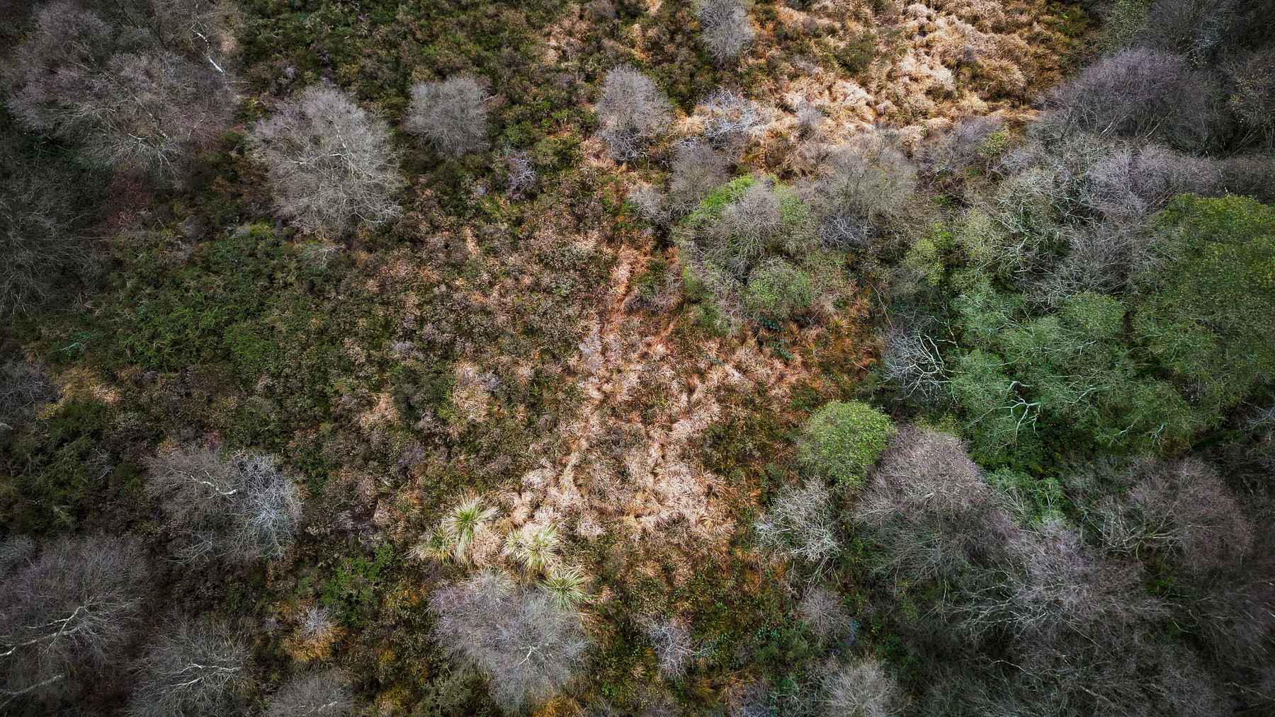 Forêt en France