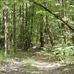 Forêt en Corrèze