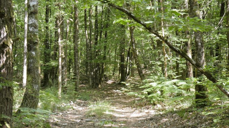 Forêt en Corrèze