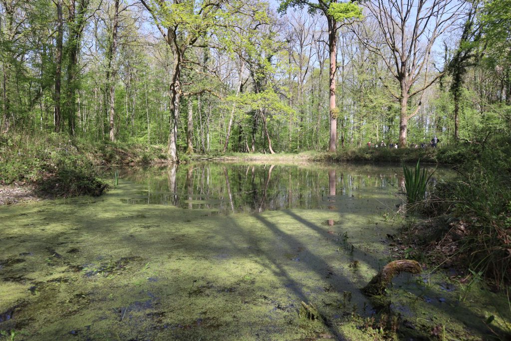 Forêt gérée par EcoTree en Ile-de-France