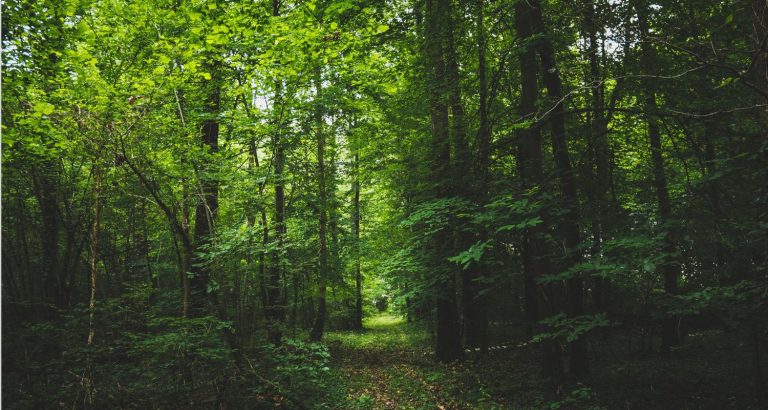 Restauration de forêt à Pézarches