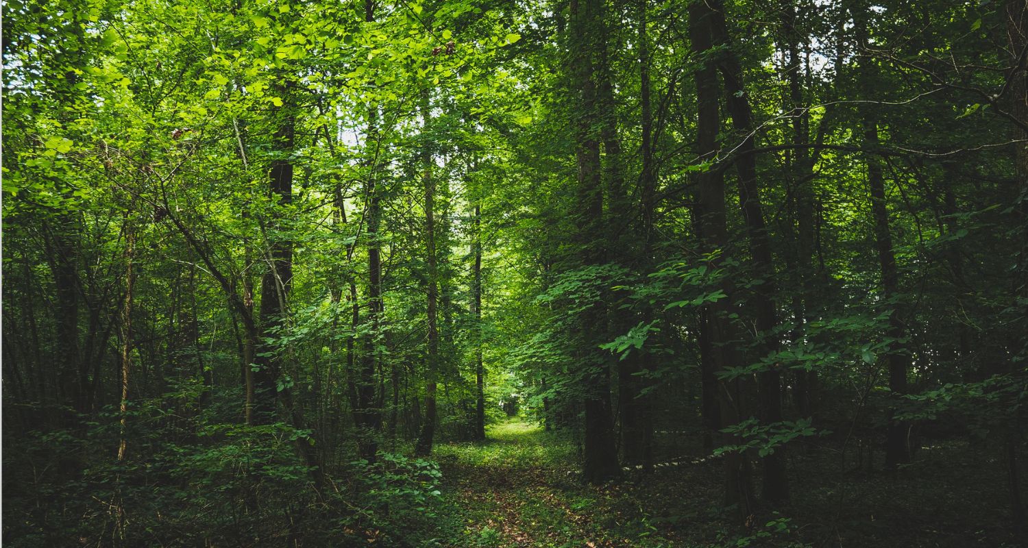 Restauration de forêt à Pézarches